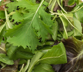 Arugula